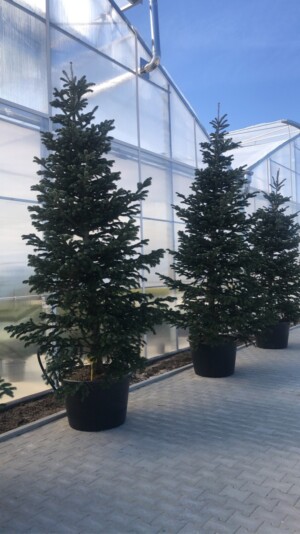 Abies Nordmanniana