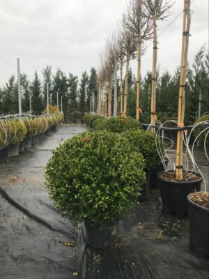 Buxus Bila