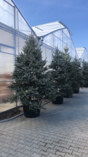 Picea Punges Hoopsi