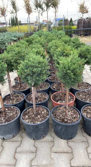Juniperus Squamata Holger