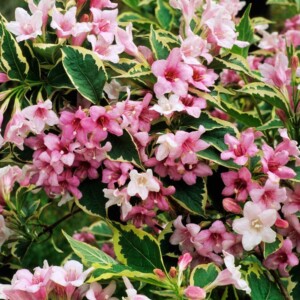 Weigela Variegata