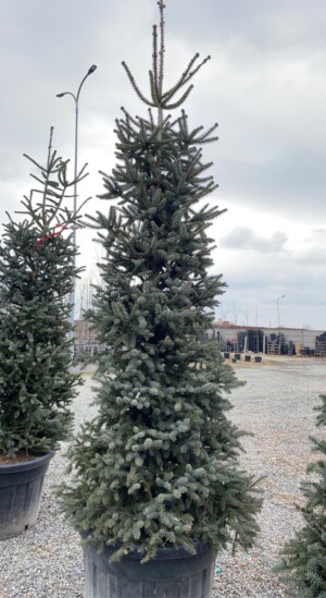 Abies Pinsapo
