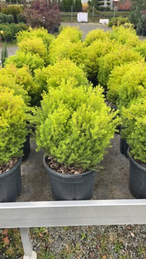 Thuja Occ. Rheingold