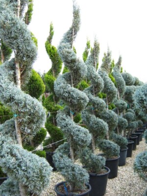 Cupressus Fastigeata Spirala