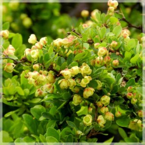 Berberis Kobold