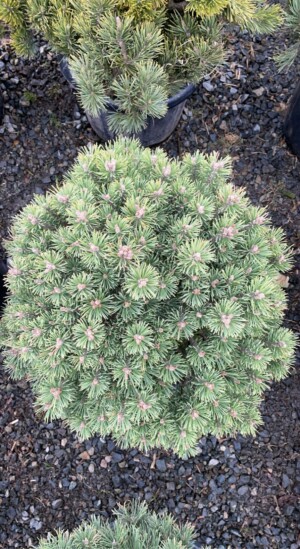 Pinus Mugo Mughus