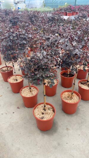 Loropetalum  Fede