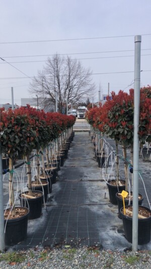 Photinia Fraseri Robusta Compacta 1 Bila