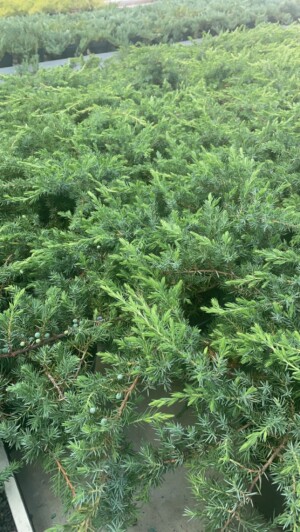 Juniperus Conferta Schlager