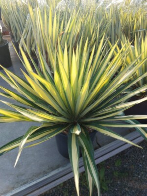 Yucca Filamentosa Variegata