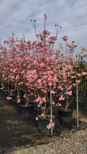 Cornus Kousa  Satomi
