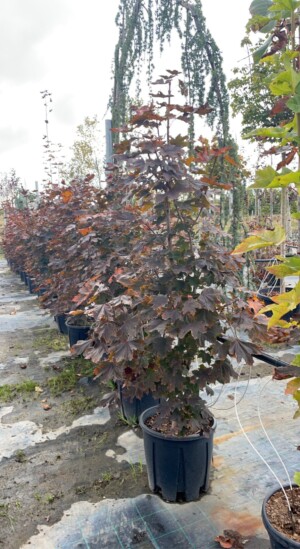 Acer Crimson King