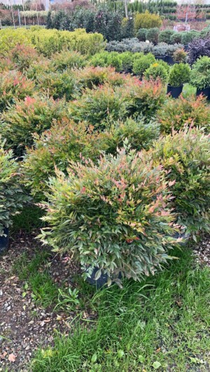 Nandina Gulf Stream