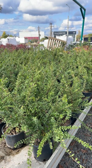 Lonicera Nitida