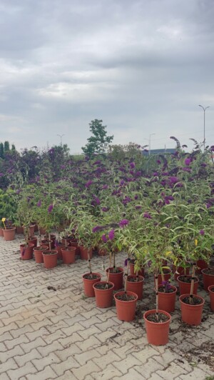 Buddleia Davidii