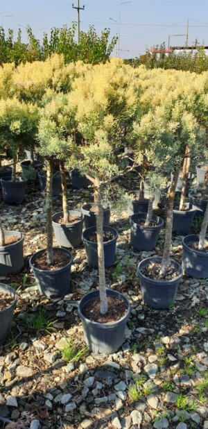 Cupressus Arizonica Aurea 1 Bila
