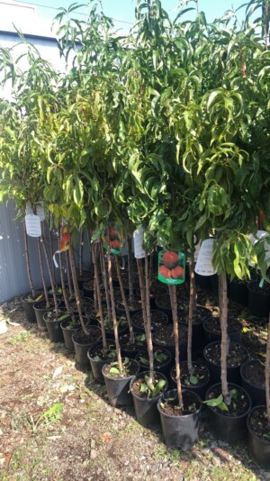 Nectarin