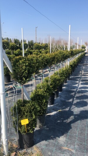 Cupressocyparis Leylandii 2 Bile