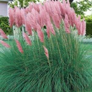 Gynerium Roseum