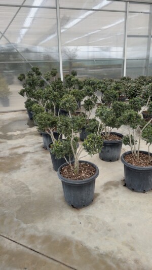 Ilex Crenata Pon Pon