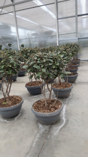 Elaeagnus Ebbinge Fungho