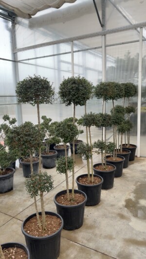 Ligustrum Ionandrum 3 Bile