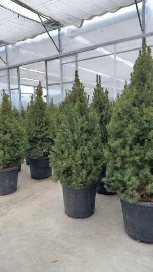 Picea Glauca Albertina