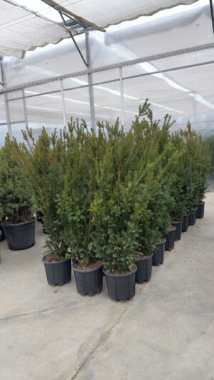 Taxus Media Hilli