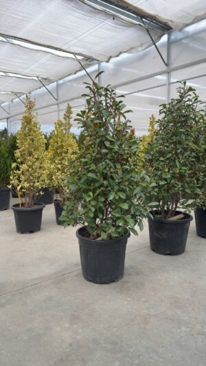 Photinia Fraseri Red Robin Con