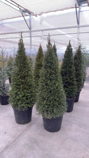 Taxus Con