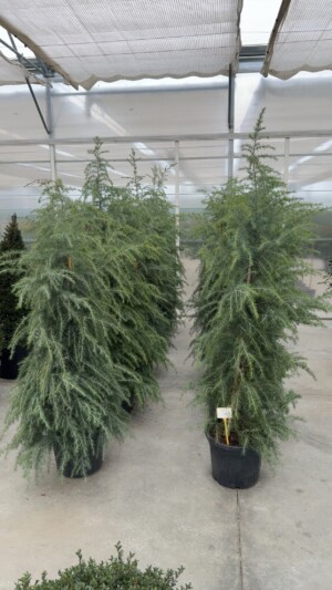 Cedrus Deodora
