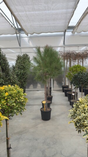 Pinus Pinea