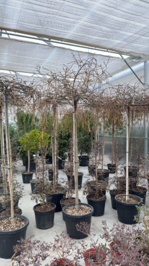 Salix Caprea Pedula