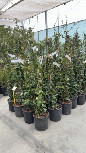 Rhyncospermum Iasomie