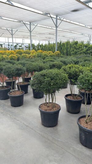 Ilex Crenata Fungho