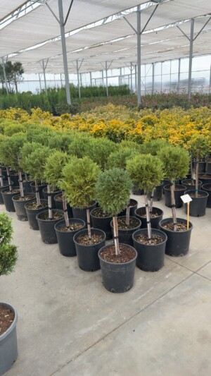 Cupressocyparis Leylandii Aurea 1 Bila