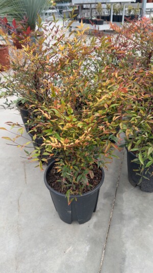 Nandina Domestica