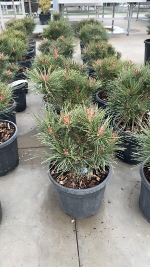 Pinus Nigra Brepo
