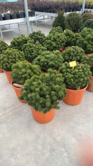 Pinus Mugo Mughus
