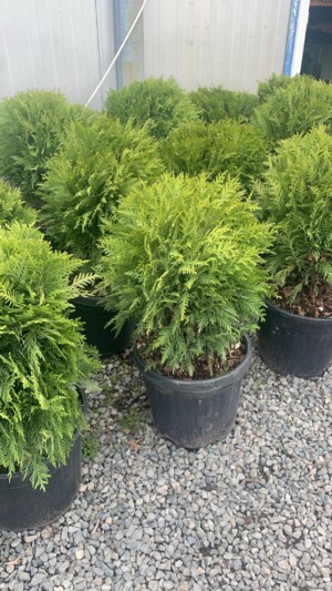 Thuja Danica