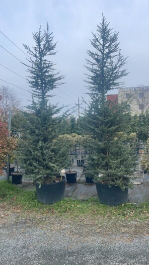 Cedrus Atlantica  Glauca