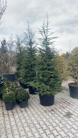 Cedrus Libani