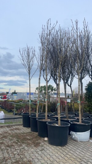 Aesculus Hippocastanum