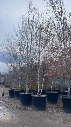 Betula Pendula