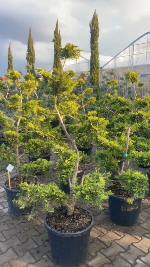Cupressocyparis Leylandii Goldireder Bonsai