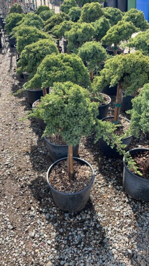 Juniperus Procumbens Nana