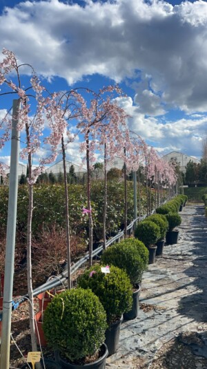 Prunus Serrulata