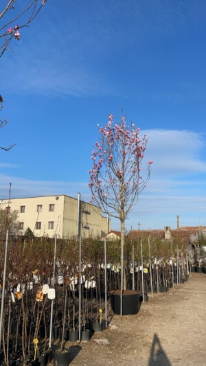 Magnolia în Varieta