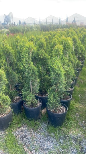Cupressocyparis Leylandii Spirala
