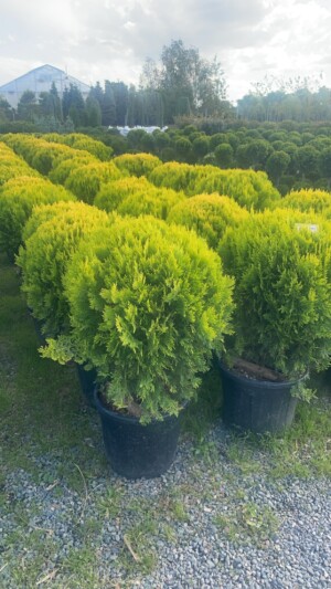 Thuja Aurea Compacta